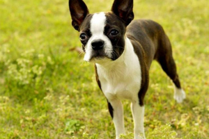 A boston terrier fajtól